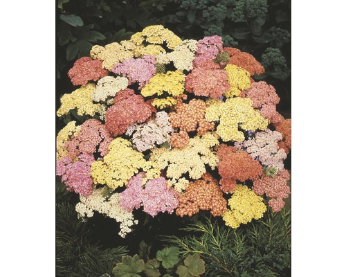 Herfstanemoon Achillea millefolium 'Summer Pastels' potmaat Ø 23 cm H 10-80 cm Duizendblad met verschillende bloemkleuren