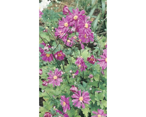 Herfstanemoon Anemone hupehensis 'Pretty Lady Julia'® potmaat Ø 23 cm H 20-80 cm Japanse herfstanemoon met purperroze bloemen in een tuinperk