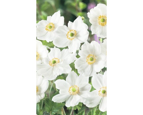 Herfstanemoon Anemone hupehensis 'Pretty Lady Maria'® potmaat Ø 23 cm H 20-80 cm Close-up van witte herfstanemoonbloemen