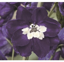 Close-up van een ridderspoorbloem