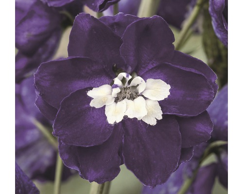 Close-up van een ridderspoorbloem