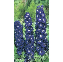Drie ridderspoorbloemen in de tuin