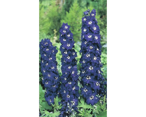 Ridderspoor Delphinium 'Magic Fountains Darkblue White Bee' potmaat Ø 23 cm H 20-80 cm