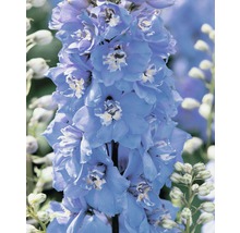 Blauwe tuinridderspoor bloeit