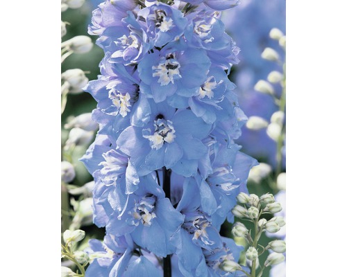 Ridderspoor Delphinium 'Magic Fountains Sky Blue White Bee' potmaat Ø 23 cm H 20-80 cm