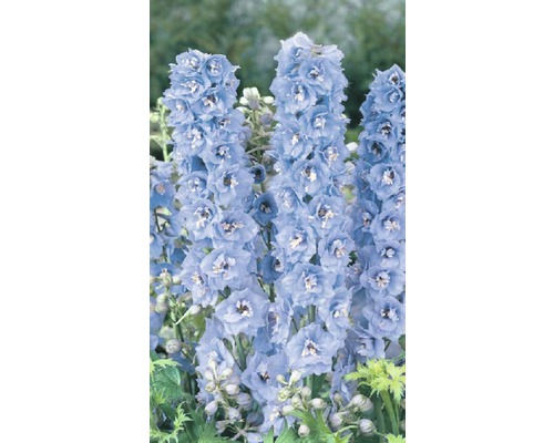 Close-up foto van ridderspoor