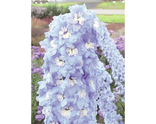 Close-up van een bloeiwijze van een ridderspoor