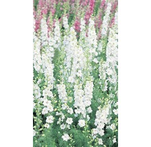 Veld met ridderspoorbloemen