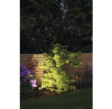 Verlichte tuin met boom, bloemen en houten schutting