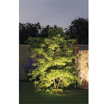 Verlichte boom in de tuin