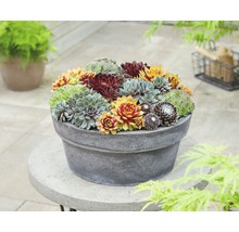 FLORASELF Huislook Sempervivum in Sorten potmaat Ø 13.0 cm H 5-10 cm