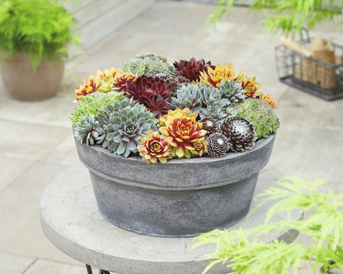 FLORASELF Huislook Sempervivum in Sorten potmaat Ø 13.0 cm H 5-10 cm