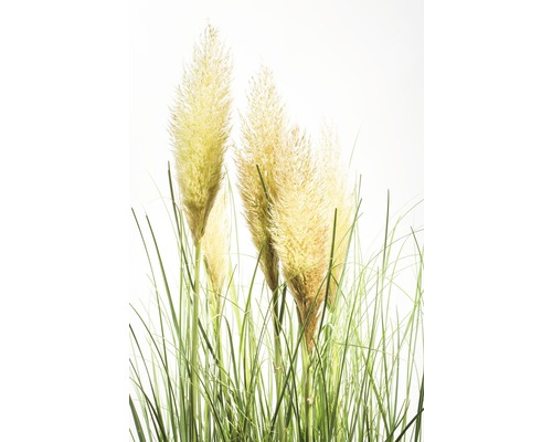Pampasgras plant in beeld