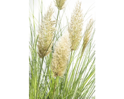 Pampasgras met groene halmen als decoratie