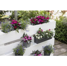 Decoratieve planten in plantenbakken op een houten pallet