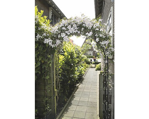 Tuinpad met rozenboog en bloeiende klimplanten