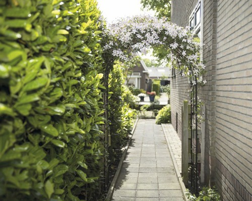 Tuinpad met rozenboog en bloeiende planten