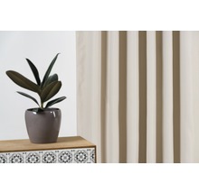 Decoratieve kamer met gordijn en rubberboom in pot