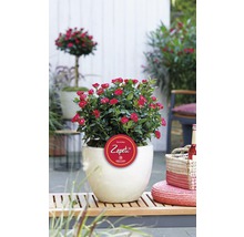 Perkroos in pot met Zepeti-logo in de tuin
