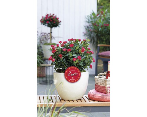 Perkroos in pot met Zepeti-logo in de tuin