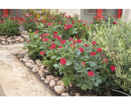 Bloembed met bloeiende miniatuurrozen en stenen