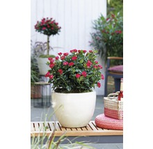 Potroos met rode bloemen in pot op een houten bank