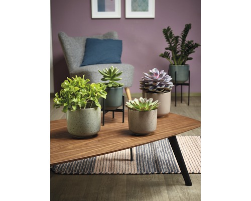 Decoratieve kamerplanten in potten op een salontafel