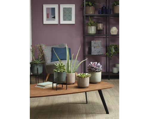 Woonkamer met kamerplanten in bloempotten op een salontafel