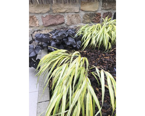 FLORASELF Goudbandgras Hakonechloa macra 'Aureola' potmaat Ø 14 cm H 5-20 cm Tuinbeeld met siergrassen en een donkerbladige bergenia voor een stenen muur