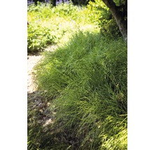 Groene dwergbrem in een tuin.