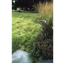 Detailweergave van een tuin met grassen en planten