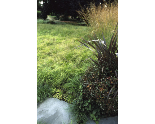 Detailweergave van een tuin met grassen en planten