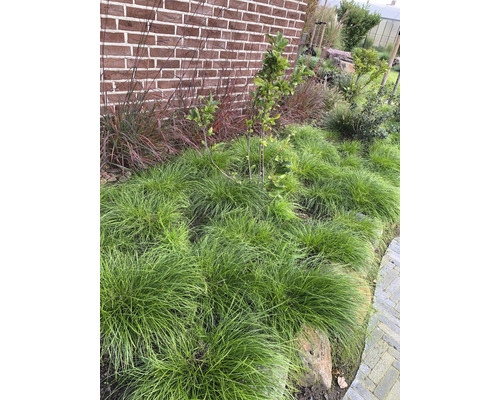 Tuinlandschap met siergrassen en kleine boom voor een bakstenen muur