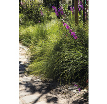 Tuinpad met siergras en bloeiende gladiolen