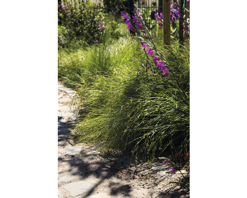 Tuinpad met siergras en bloeiende gladiolen