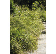 Decoratieve grassen beplanting langs een tuinpad.
