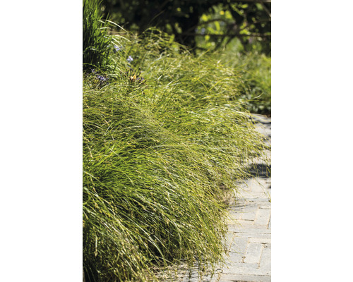 Decoratieve grassen beplanting langs een tuinpad.
