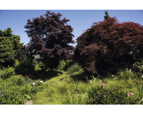 Tuinlandschap met Japanse esdoorns en weelderige beplanting