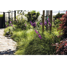 Tuin met pad, gras en gladiool