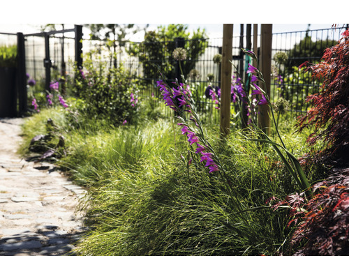 Tuin met pad, gras en gladiool