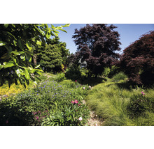 Tuin met verschillende planten, bloemen en bomen.