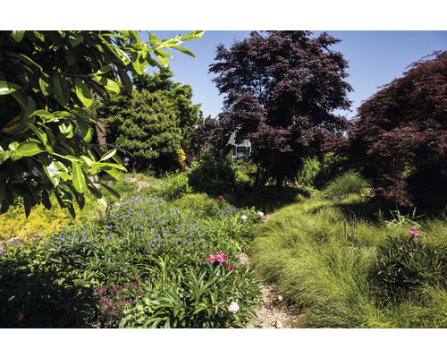 Tuin met verschillende planten, bloemen en bomen.