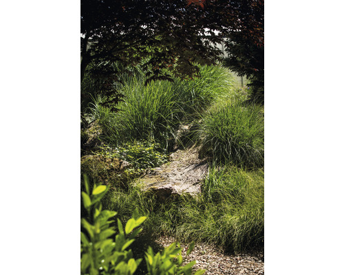 Weelderige tuin met siergrassen en natuurstenen
