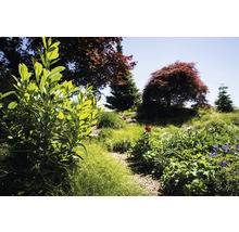 Tuinlandschap met struiken, bomen en bloemen
