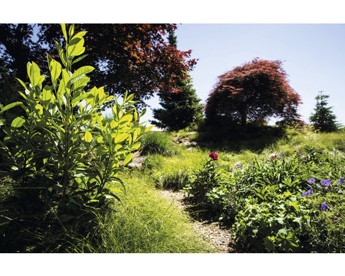 Tuinlandschap met struiken, bomen en bloemen
