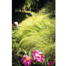 Tuinlandschap met siergras en bloemen