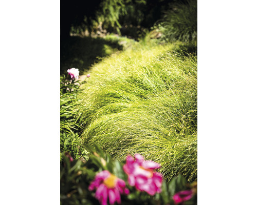 Tuinlandschap met siergras en bloemen