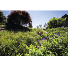Landschapsbeeld met tuin, planten en bomen