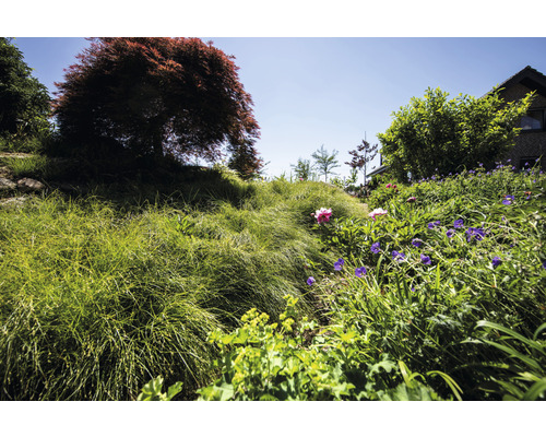 Landschapsbeeld met tuin, planten en bomen