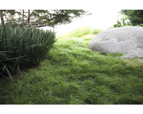 Tuinscene met siergrassen en grote rotsblok